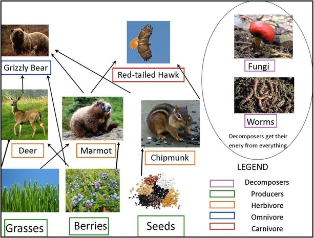 Food Web Grizzly Bear Food Chain Images